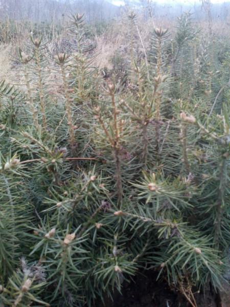 供應(yīng)冷杉苗4年苗10萬