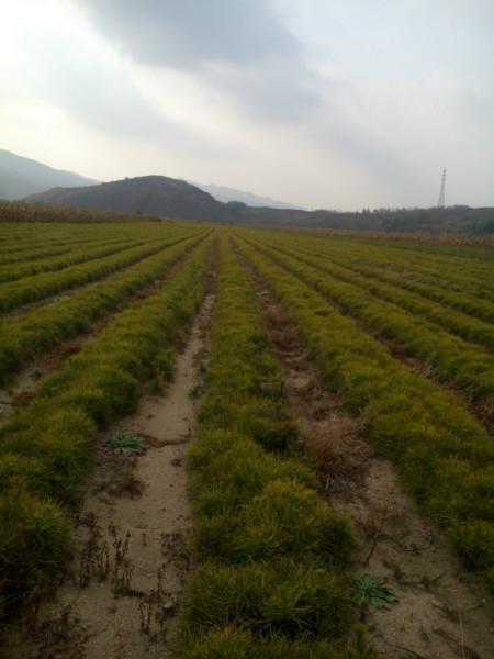 供應(yīng)黑松苗100萬