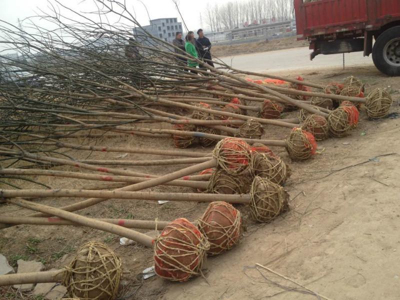 綠化苗木3公分國(guó)槐價(jià)格