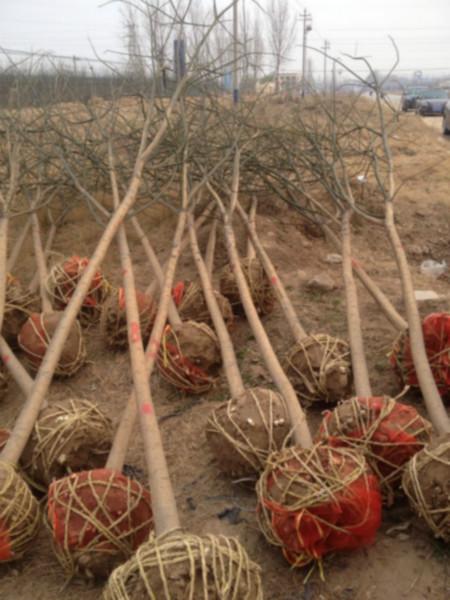 供應(yīng)3公分速生國槐價格 3-5-8公分速生國槐價格