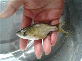，供應(yīng)用于水產(chǎn)養(yǎng)殖的縮骨大頭魚苗，廣東縮骨大頭魚苗，河源縮骨大頭魚苗，東莞哪里有縮骨大頭魚苗，