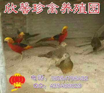 一年的紅腹錦雞圖片