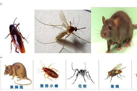 供应东莞杀虫灭鼠白蚁防治除四害杀臭虫