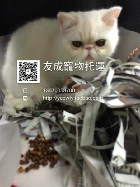 怎樣寵物貓咪托運(yùn) 供應(yīng)貓咪回國 寵物貓咪托運(yùn)流程 寵物貓咪托運(yùn)費(fèi)