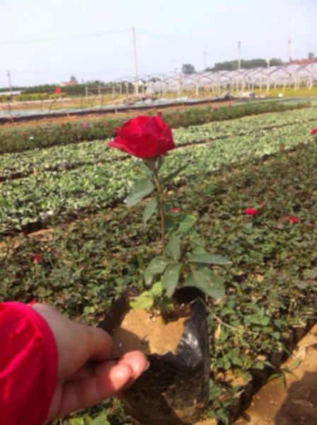 供應(yīng)藤本月季