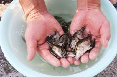 供應(yīng)優(yōu)質(zhì)桂花魚苗
