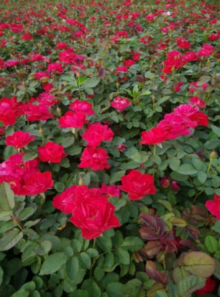 供應(yīng)藤本月季