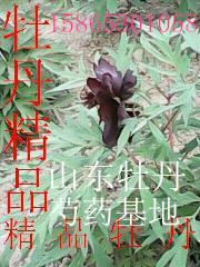 供应精品牡丹鲜花直销，精品牡丹鲜花价格，精品鲜花牡丹销售图片