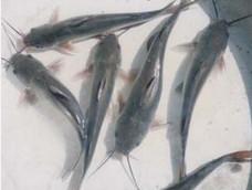 供應叉尾魚苗 優(yōu)質(zhì)叉尾鮰魚苗批發(fā)