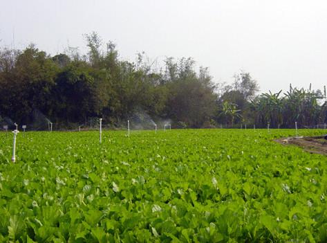 供应芥菜干批发修水土特产