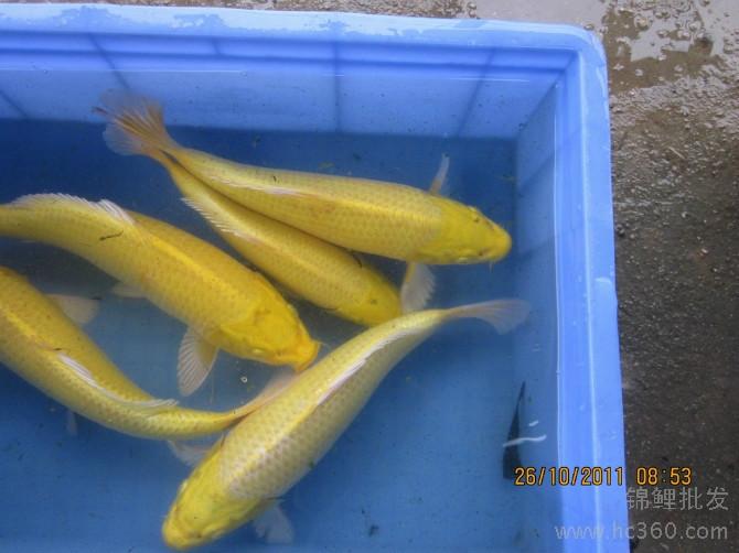 觀賞魚圖片/觀賞魚樣板圖 (2)