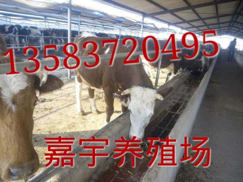 供应山东养殖场最新肉牛价格1