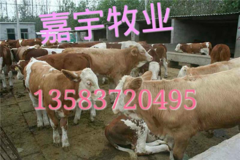 广西肉牛养殖合作社图片