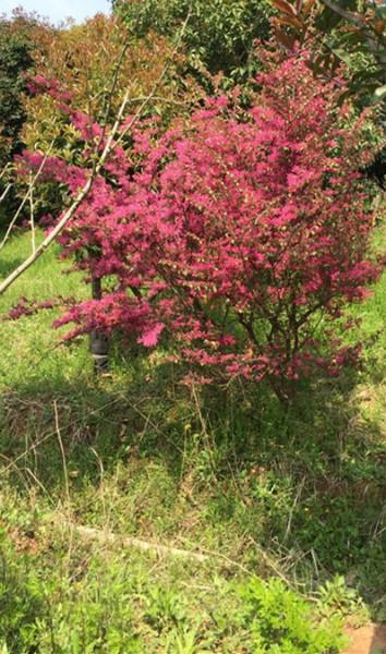 镇江市红花继木厂家