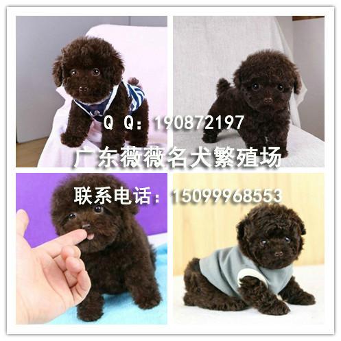 贵宾犬供应贵宾犬幼犬 广州纯种贵宾