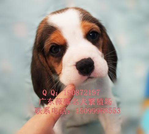 比格犬图片