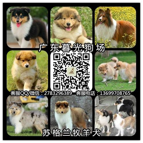 供应广州苏格兰牧羊犬广州纯种苏格兰牧羊犬出售 广州苏牧价格 苏牧犬