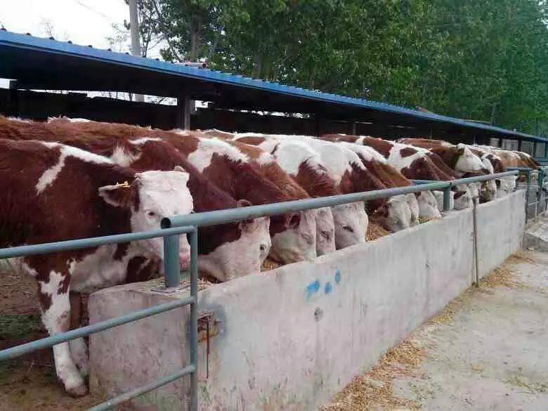 貴州肉牛大型養(yǎng)殖場種牛養(yǎng)殖技術(shù)小牛犢市場行情