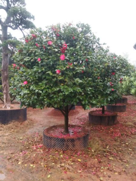 茶花圖片/茶花樣板圖 (3)
