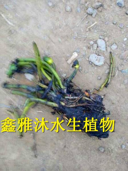 供應(yīng)睡蓮苗批發(fā)廠家，荷花苗，水蔥苗，千屈菜苗，蘆竹苗，再力花苗，黃菖蒲苗，美人蕉苗，水生鳶尾種苗等