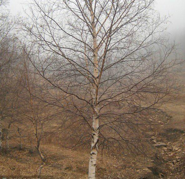 供應(yīng)河北叢生白樺價(jià)格