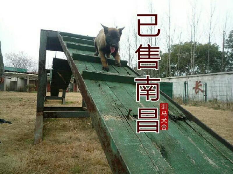 供应福建福州厦门泉州漳州南平龙岩马犬