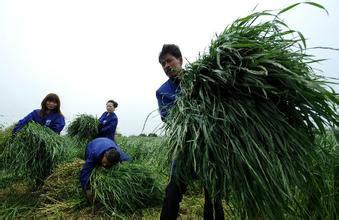 菊苣种子价格养猪牧草品种图片