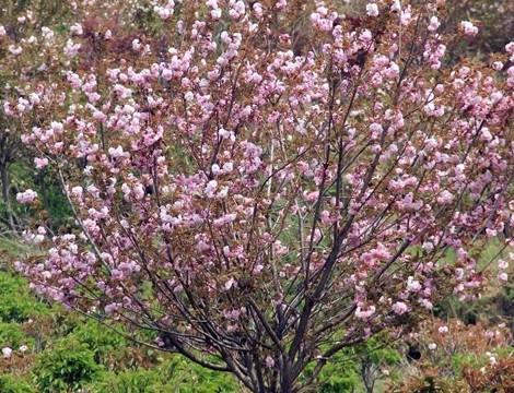 供应1公分樱花树多少钱一棵，樱花树的品种图片