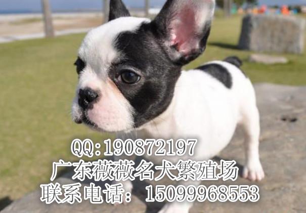 供应斗牛犬 纯种中健康斗牛犬