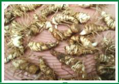 供應(yīng)昆明云仙堂重樓種植