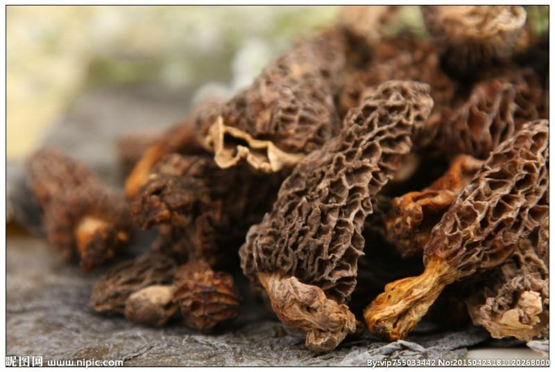 供应陕西野生鸡枞菌多少钱一斤 茶树菇 姬松茸等一斤也批发