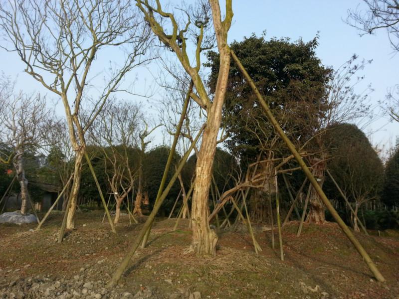 供應(yīng)四川大紅紫薇，四川大紅紫薇價(jià)格，四川大紅紫薇基地，大紅紫薇批發(fā)