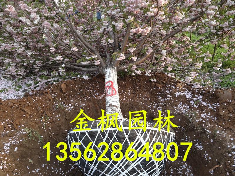 供应15-20公分樱花大树，15-20公分樱花大树价格，15-20公分樱花大树报价