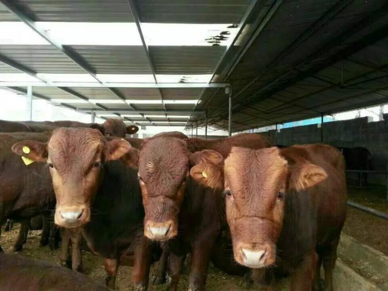 宜賓肉牛利木贊養(yǎng)殖加工種牛利潤分析種*舍建設(shè)視頻