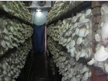 供應(yīng)蔬菜冷藏庫，供應(yīng)蔬菜冷藏庫、四川蔬菜冷庫、成都蔬菜冷庫