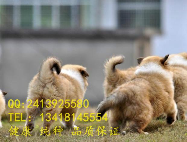 供应广东苏牧犬幼犬包纯种健康图片