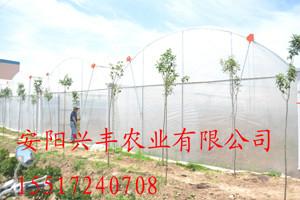 供应草莓种植拱棚兴丰连栋拱棚价格低图片