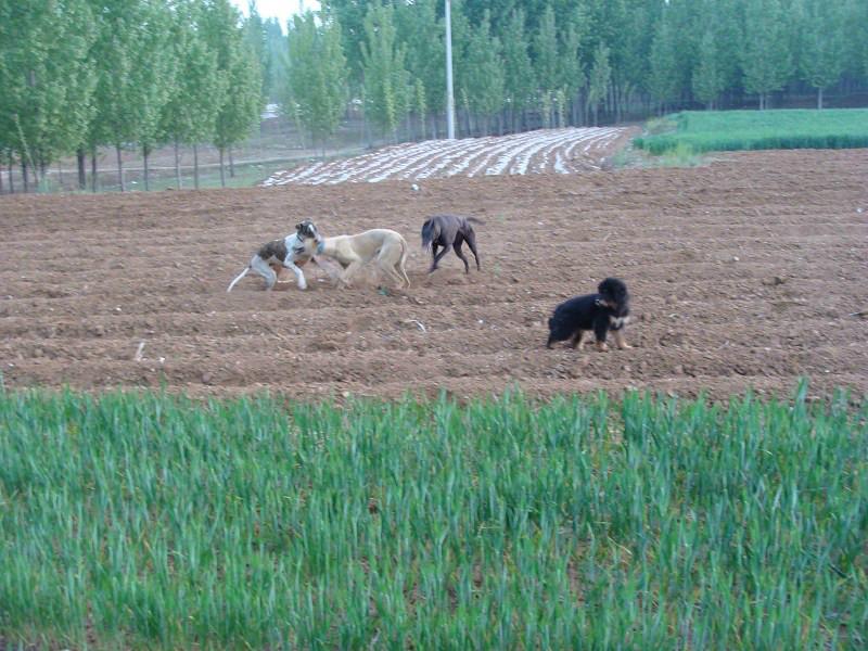 哪里有卖格力犬的供应哪里有卖格力犬的？，格力犬价格，惠比特的价格，格惠串的价格