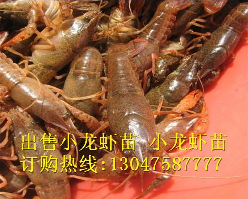 供应2015淡水龙虾苗盱眙龙虾苗供应基地盱眙龙虾苗盱眙龙虾苗供应基地