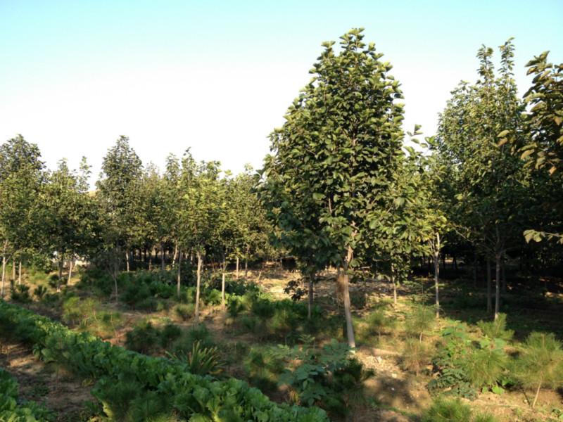 青岛红叶小檗金叶女贞胶州卫矛厂家