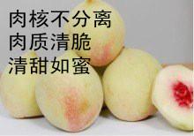 大量供應鷹嘴蜜桃