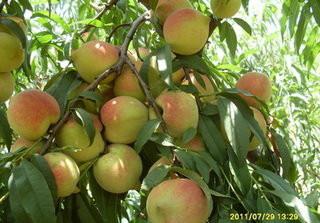 桃花品種圖片/桃花品種樣板圖 (4)