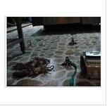 供應(yīng)云南單位機(jī)房滅鼠，云南單位機(jī)房滅鼠方法-云南單位機(jī)房滅鼠費(fèi)用？