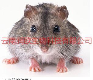 供應(yīng)云南單位機(jī)房滅鼠，云南單位機(jī)房滅鼠方法-云南單位機(jī)房滅鼠費(fèi)用？