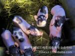 供應(yīng)用于養(yǎng)殖的巴馬*迷你寵物豬*養(yǎng)殖出售*養(yǎng)殖場