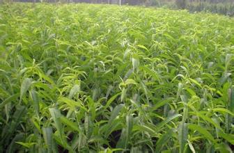 供應(yīng)安徽桃苗錦繡黃桃黃桃苗*