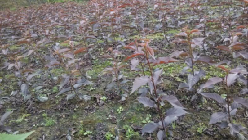 供應(yīng)成都哪里有紅葉櫻花紅葉櫻花哪里好，四川價(jià)格*的紅葉櫻花