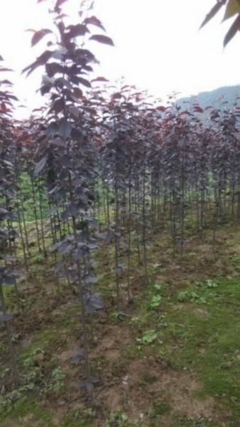 供應(yīng)成都哪里有紅葉櫻花紅葉櫻花哪里好，四川價(jià)格*的紅葉櫻花