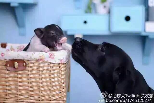 養(yǎng)殖的廣西巴馬香豬供應(yīng)商，廣西豬圖片