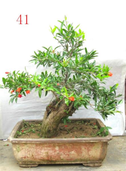 供應(yīng)出售石榴盆景 出售石榴盆景，石榴樹盆栽，中小型，宏博盆景，